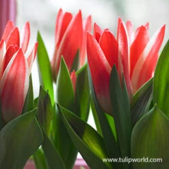 Pinocchio Greigii Tulip 5 Pinocchio Greigii Tulip -Plants Shop 39153 pinocchio greigii tulip 2