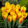 Stresa Kaufmanniana Tulip -Plants Shop 39154 stresa kaufmannian 3
