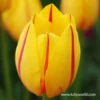 La Courtine Single Late Tulip -Plants Shop 39155 la courtine