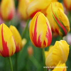 La Courtine Single Late Tulip -Plants Shop 39155 la courtine 5