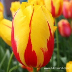 La Courtine Single Late Tulip -Plants Shop 39155 la courtine 6