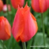 Temple Of Beauty Single Late Tulip -Plants Shop 39156 temple of beauty