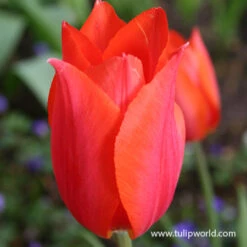 Temple Of Beauty Single Late Tulip -Plants Shop 39156 temple of beauty 2