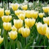 Sweetheart Fosteriana Tulip -Plants Shop 39157 sweetheart fosteriana 1