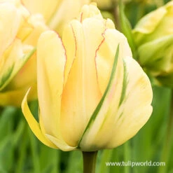 Long Blooming Tulip Collection -Plants Shop 39158 tulipa akebono