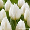 White Prince Single Early Tulip -Plants Shop 39160 white prince