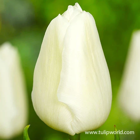 White Prince Single Early Tulip 4 White Prince Single Early Tulip - Image 2