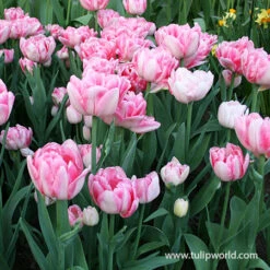 Foxtrot Double Early Tulip -Plants Shop 39161 2 foxtrot 1