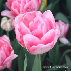 Early Spring Blooming Tulip Collection -Plants Shop 39161 foxtrot 3
