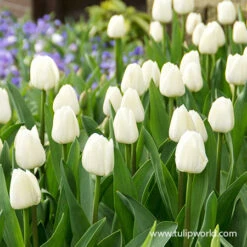 Royal Virgin Triumph Tulip 7 Royal Virgin Triumph Tulip -Plants Shop 39162 royal virgin triumph tulip