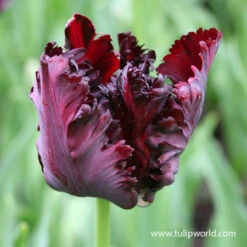 Parrot Tulip Collection -Plants Shop 39163 black parrot 1