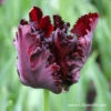 Black Parrot Tulip -Plants Shop 39163 black parrot