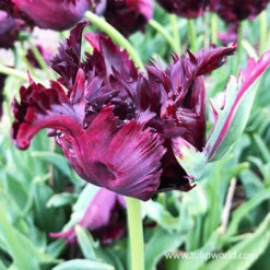 Parrot Tulip Collection -Plants Shop 39163 black parrot 2 1