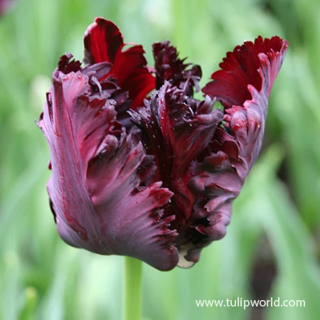 Black Parrot Tulip 3 Black Parrot Tulip