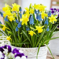 Spring Sampler Collection 20 Spring Sampler Collection -Plants Shop 39167 tete a tete daffodils and muscari mix