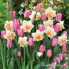 Pink Tulip & Daffodil Blend -Plants Shop 39168 tulips and daffodil blend