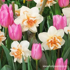 Pink Tulip & Daffodil Blend -Plants Shop 39168 tulips and daffodil blend 2