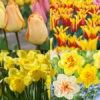Glowing Tulip & Daffodil Collection -Plants Shop 39172 glowing tulip and daffodil collection