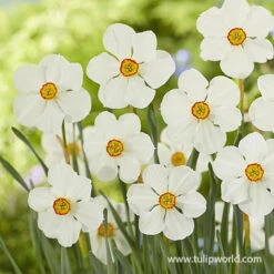 Red Eyes Blend 7 Red Eyes Blend -Plants Shop 39180 red eyes blend 2