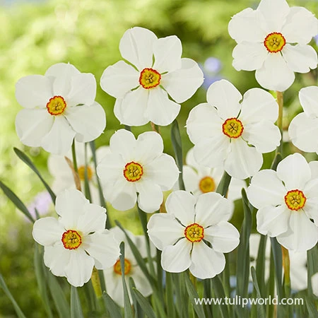 Red Eyes Blend 5 Red Eyes Blend - Image 3