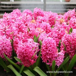 Red Eyes Blend 6 Red Eyes Blend -Plants Shop 39180 red eyes blend 3