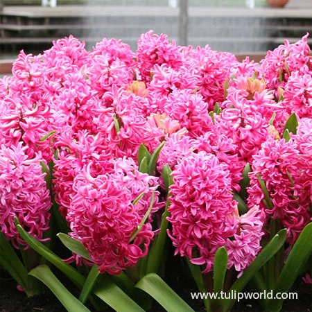 Red Eyes Blend 4 Red Eyes Blend - Image 2