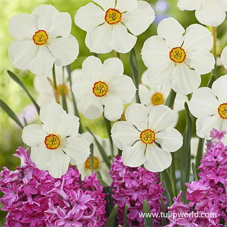 Red Eyes Blend 3 Red Eyes Blend