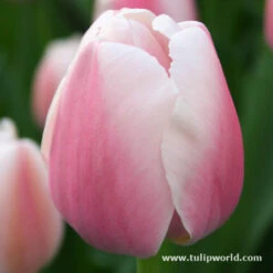 Delicate Touch Darwin Tulip Collection 15 Delicate Touch Darwin Tulip Collection -Plants Shop 4026 1