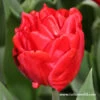Miranda Double Tulip -Plants Shop 4040