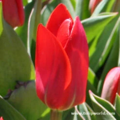 Showwinner Kaufmanniana Tulip