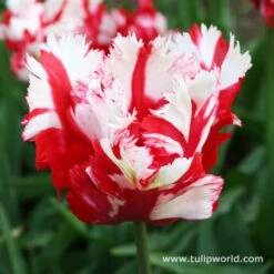 Estella Rijnveld Parrot Tulip -Plants Shop 4107