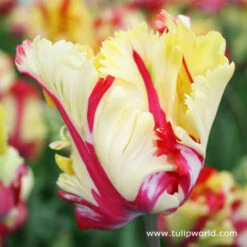 Parrot Tulip Collection -Plants Shop 4108