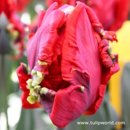 Rococo Parrot Tulip 4 Rococo Parrot Tulip - Image 2