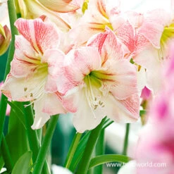 Apple Blossom Amaryllis -Large Flowering -Plants Shop 41100 apple blossom amaryllis 2
