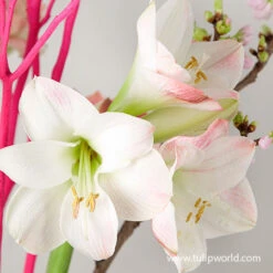 Apple Blossom Amaryllis -Large Flowering -Plants Shop 41100 apple blossom amaryllis