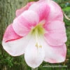 Apple Blossom Amaryllis -Large Flowering 1 Apple Blossom Amaryllis -Large Flowering -Plants Shop 41100 apple blossom amaryllis 3