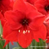 Red Lion Large Flowering Amaryllis 1 Red Lion Large Flowering Amaryllis -Plants Shop 41112 red lion amaryllis 2