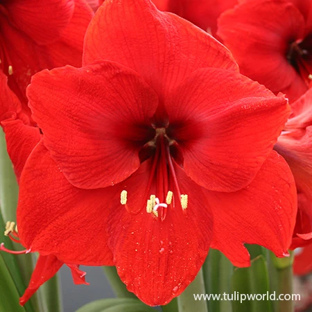Red Lion Large Flowering Amaryllis 3 Red Lion Large Flowering Amaryllis
