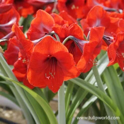 Red Lion Large Flowering Amaryllis 8 Red Lion Large Flowering Amaryllis -Plants Shop 41112 red lion amaryllis