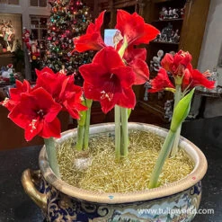 Red Lion Large Flowering Amaryllis 9 Red Lion Large Flowering Amaryllis -Plants Shop 41112 red lion amaryllis 3
