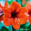 Orange Sovereign Amaryllis -Plants Shop 41120 orange souvereign amaryllis