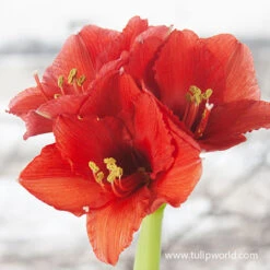 Orange Sovereign Amaryllis -Plants Shop 41120 orange souvereign amaryllis 3