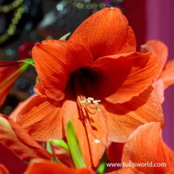 Orange Sovereign Amaryllis -Plants Shop 41120 orange souvereign amaryllis 4