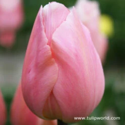 Early Spring Blooming Tulip Collection -Plants Shop 4120 1