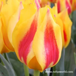 Marvelous Single Early Tulip Collection -Plants Shop 4124