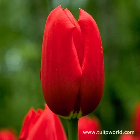 Sky High Scarlet Single Late Tulip 4 Sky High Scarlet Single Late Tulip - Image 2