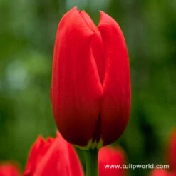 Perennial Tulip Collection -Plants Shop 4130