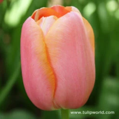 Perennial Tulip Collection -Plants Shop 4131