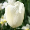 Catherina Single Late Tulip -Plants Shop 4132