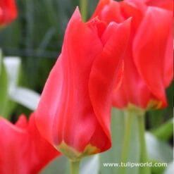 Long Blooming Tulip Collection -Plants Shop 4155 1
